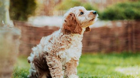 Image result for Cockapoo Dog Names