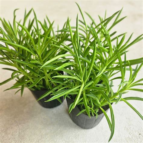 ペペロミア（C） | Plants Baka