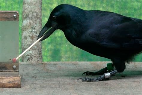 Image result for Crows Using Tools