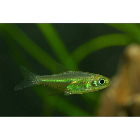 Buy Rasbora Fish Online at Best Offer – Best4Pets