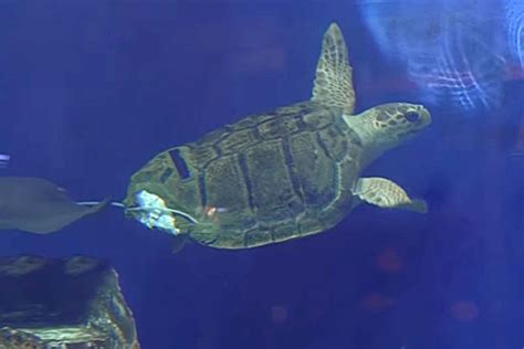 Loggerhead Turtle Shell 的图像结果