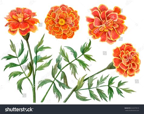 Marigold Flower Drawing