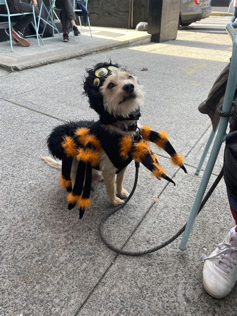 Our dog’s spider costume : r/pics