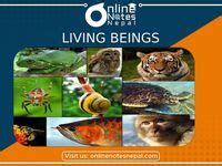 Image result for Class 8 Science Topics Walnut