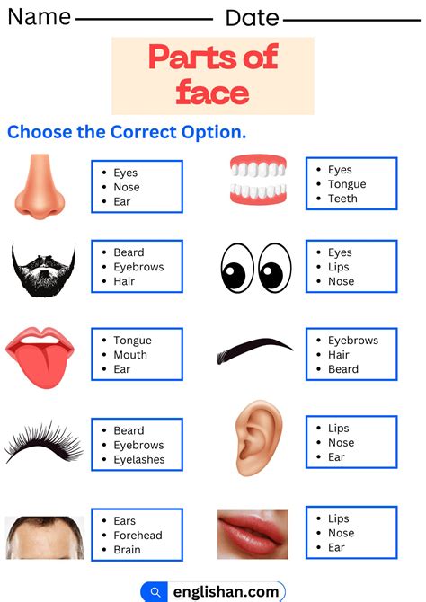 Parts of Face Worksheet and Exercises with Answers