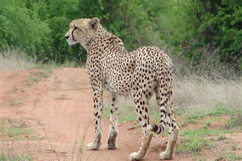 Moholoholo Rehabilitation Centre 2023 - Kruger National Park - Viator