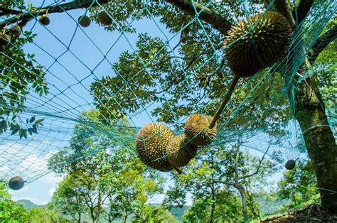 Durian Harvesting: A Comprehensive Guide - Top Fruits