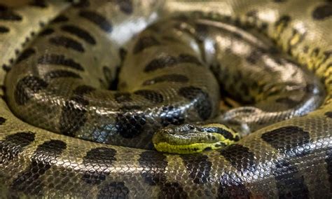 Four Snakes That Can Eat a Human - A-Z Animals