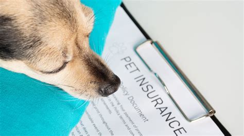 The Best Pet Insurance Companies December 2023: Your Guide to Top ...