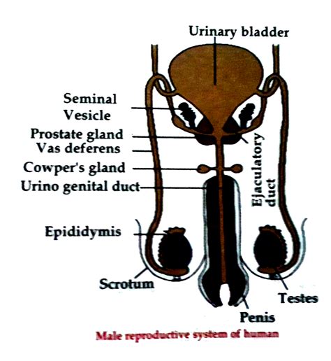 Parts Of The Male Reproductive System – EMXVRB