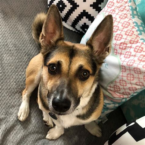 Full Grown Corgi German Shepherd Mix