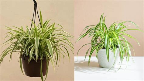 Vastu Plants: वास्तु शास्त्र में सबसे ज्यादा भाग्यशाली बताया गया है ये ...