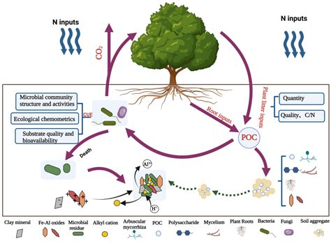Progress on the Effect of Nitrogen on Transformation of Soil Organic Carbon