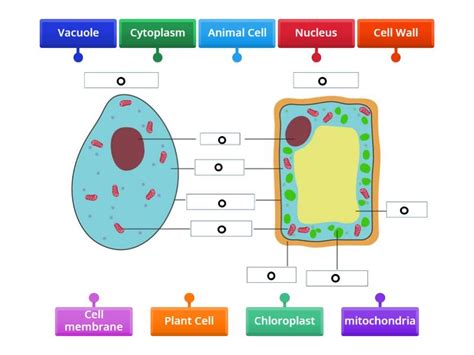 Image result for Basic Structure of a Cell