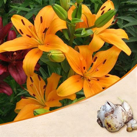 Buy Orange Color Flower Bulbs online from Nurserylive at lowest price.