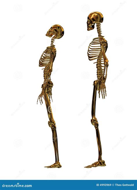 Female Vs Male Skeleton