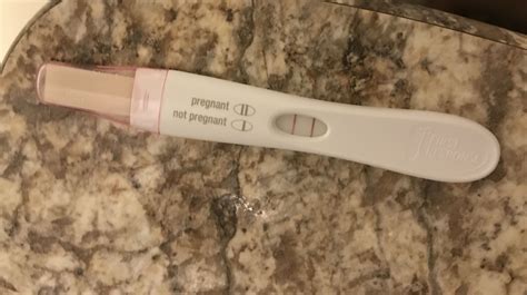 Cat Pregnancy Test At Home at Wilfred Mccarty blog