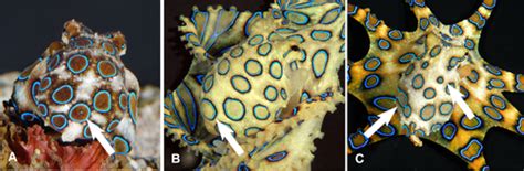 Image result for Lesser Blue-Ringed Octopus