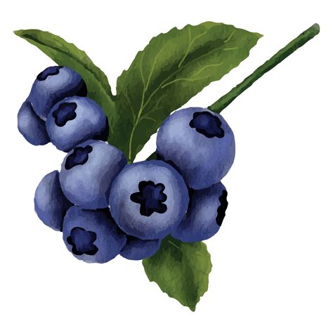 Blueberry Watercolor Clip art Element Transparent Background 24186722 PNG