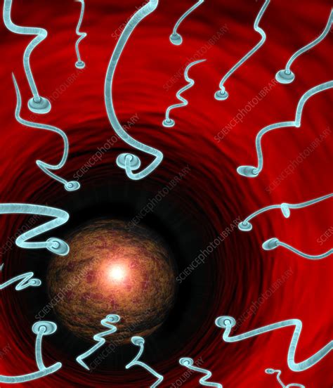 Image result for fertilisation