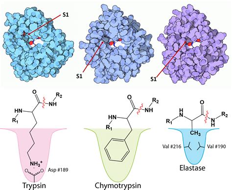 Lipase Enzyme Mechanism at Aaron Jackson blog