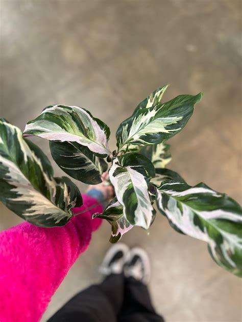 Calathea Stella – jungleroseinc