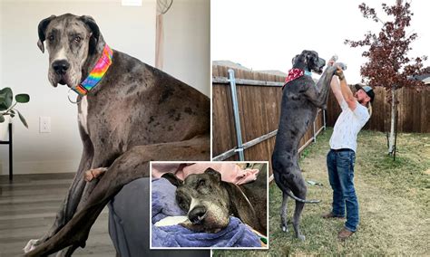 Zeus Great Dane Tallest Dog World's Tallest Dog, Zeus, Dies At 5