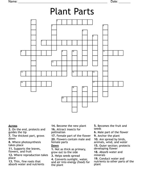 Male Flower Part Crossword Puzzle Clue | Best Flower Site