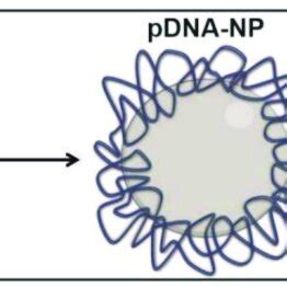 Image result for Formulation Development pDNA