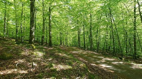 Poängpromenad med Skogsbingo, Okome Bygdegård, Tvååker, 25 May 2025 ...