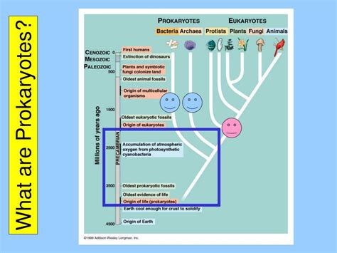 Image result for Course Prokaryotes