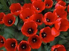 significato fiori tulipani significato dei tulipani significato fiori la magia di significato fiori tulipani significato dei tulipani significato fiori la magia di