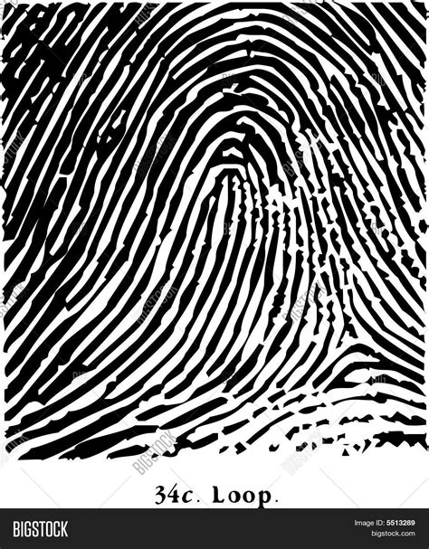 Image result for Loop Fingerprint