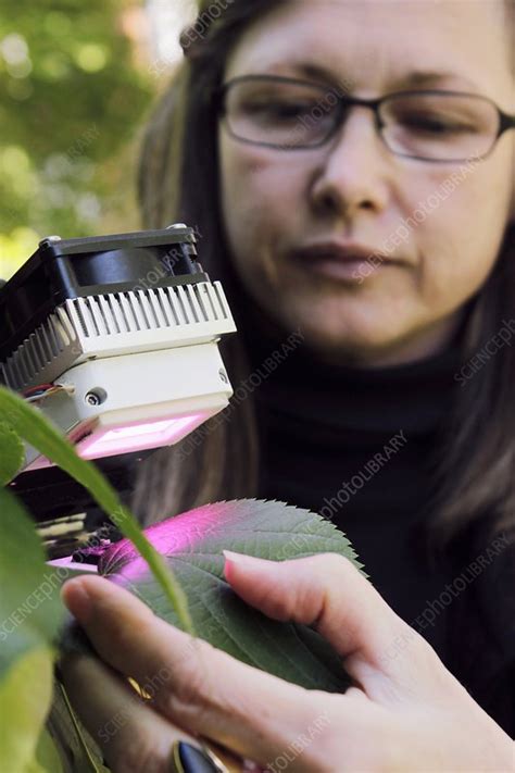 Botany Vidio 12 的图像结果