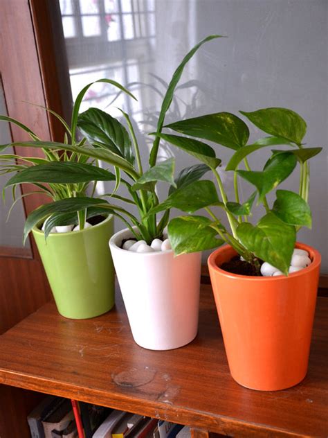 Tricolor Indoors (Set of 3) — Mudfingers