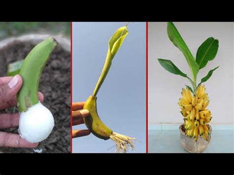 How to Start Banana Tree 的图像结果
