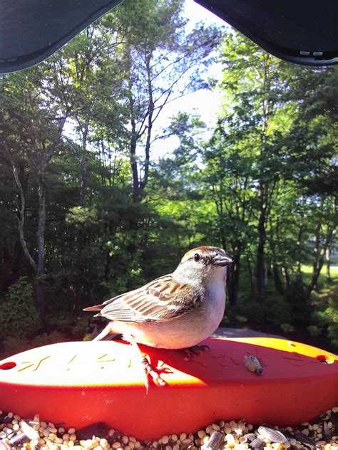 Chipping Sparrow - A tiny forager with a crisp, trilling song.