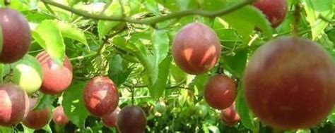 18种果树，最适合家养，风水好果子甜！