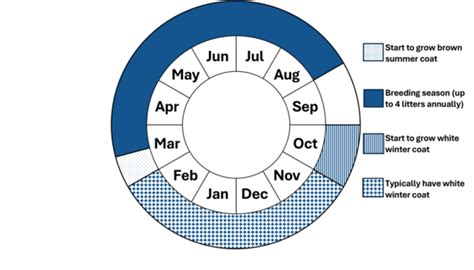 Snowshoe Hare | Mass.gov