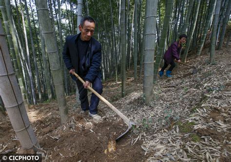 村民挖笋时与山林承包方起冲突，多人受伤，警方已介入-千里眼视频-搜狐视频