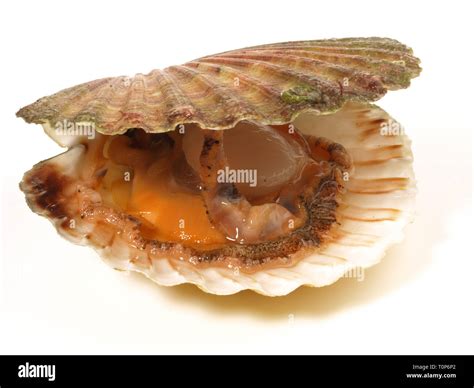 Image result for Scallop Shell Inside