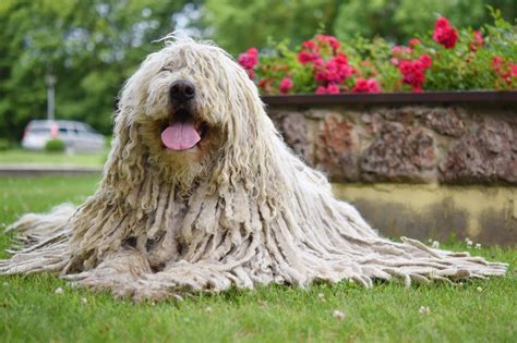 Dogs With Dreadlocks: What Are Corded Dog Breeds? – The Dogington Post