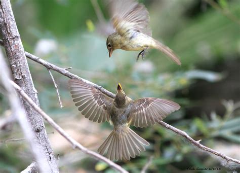 Western Flycatcher
