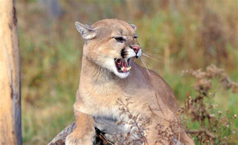 Video Catches Hungry Mountain Lion Dragging Prey In California Backyard ...