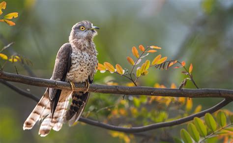 Common Hawk Cuckoo Archives - All Bird Species