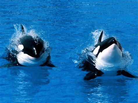 Killer Whale Orca Pictures And Facts | All Wildlife Photographs