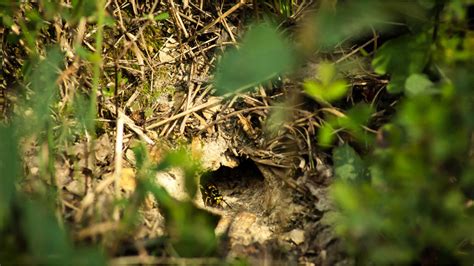 Image result for Yellow Jacket Hack