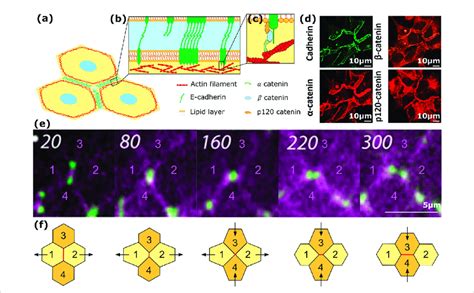 Image result for Adhesion Cell Sorting