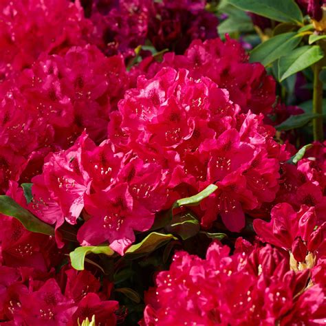 Rhododendron Nova Zembla - Rhododendron Hybride Nova Zembla günstig kaufen