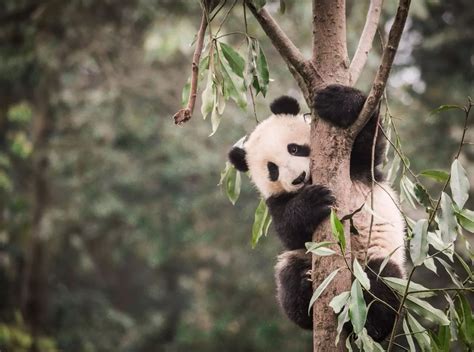 熊猫，到底是进化史上的败笔，还是赢家？